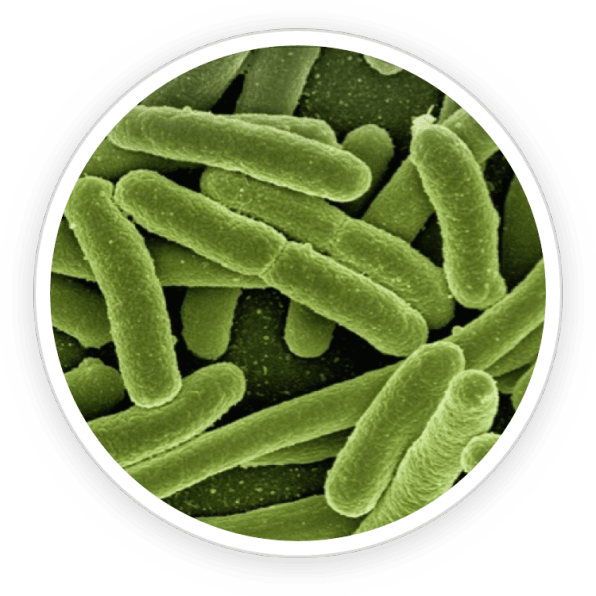 Alpha Lipoic Acid